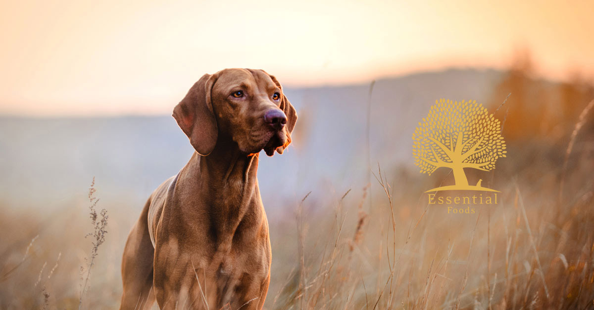 Tørfoder til hunde | Bedst i test blandt 900+ brands 100% tilfredshedgaranti
